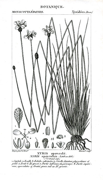 turp.xyris.operculata