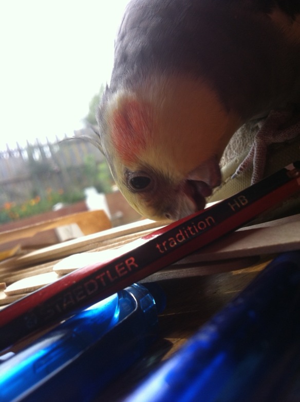 ozzie eats pencil